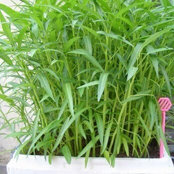 [HCM]Hạt Giống Rau Muống Lá Tre