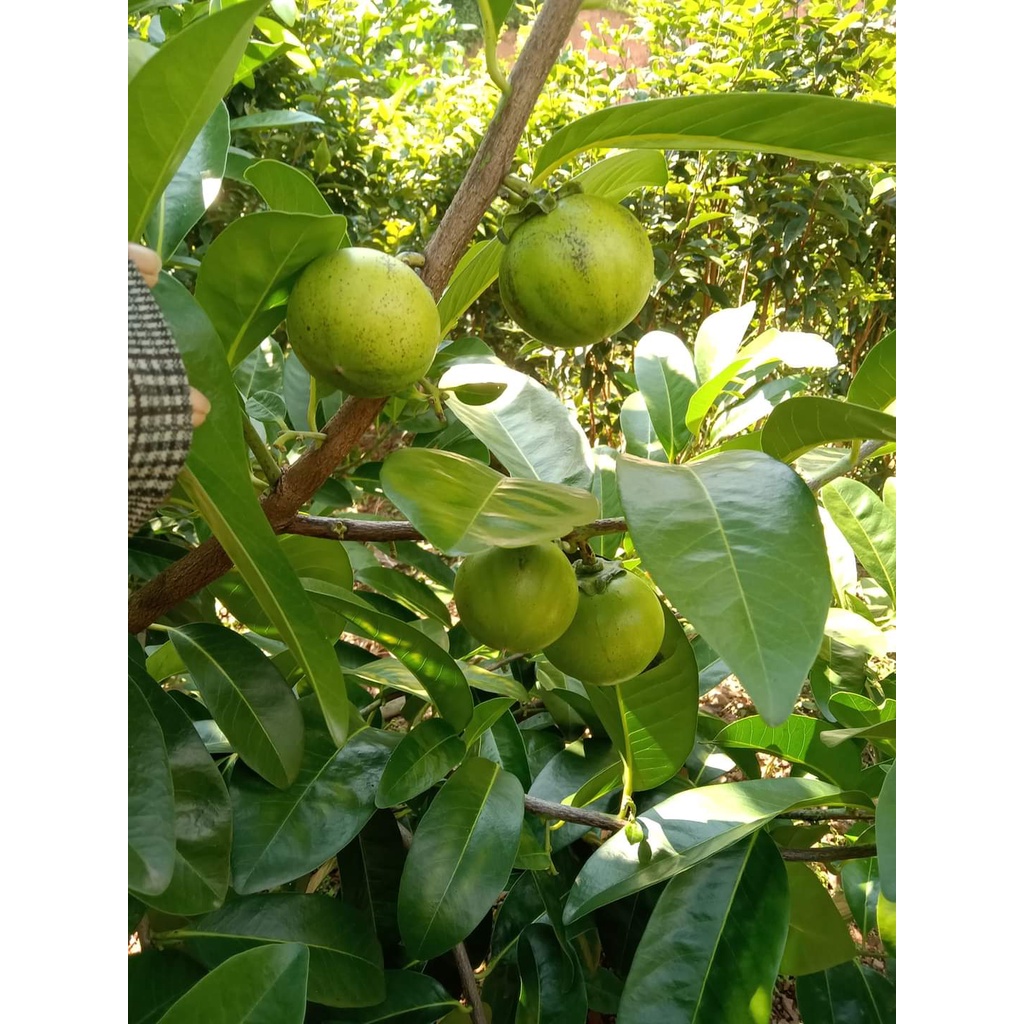 Cây giống hồng đen socola ( chuẩn giống F1 - cây ghép)