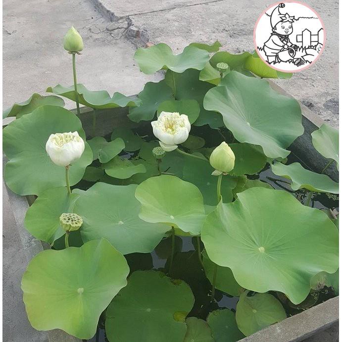 HẠT HOA SEN NHẬT MINI - GÓI 5 HẠT