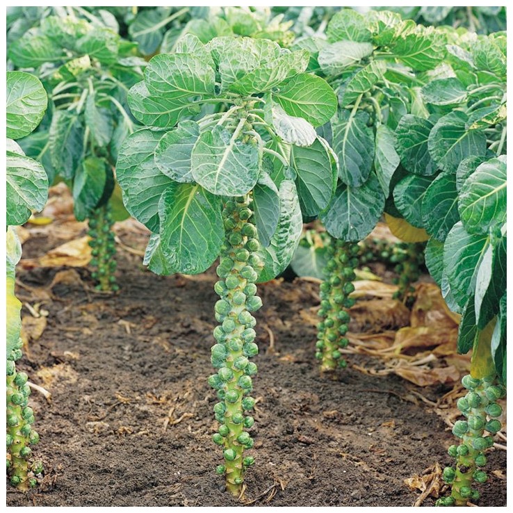 [Seeds] Hạt giống bắp cải tí hon RD219, đóng gói 2gr