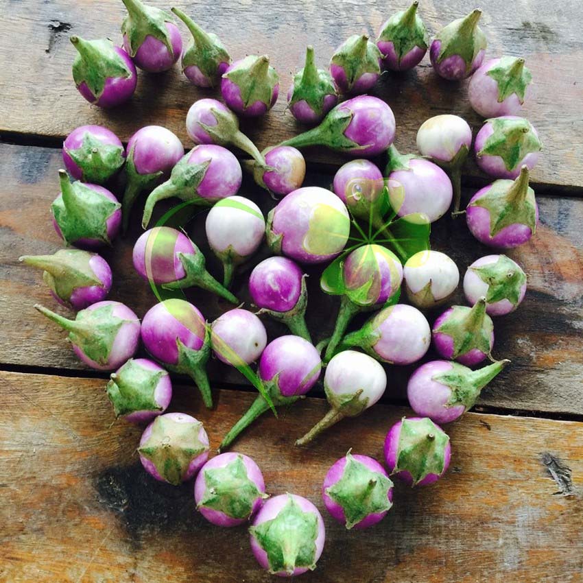 hạt giống CÀ PHÁO TÍM F1 - GÓI 1 GRAM