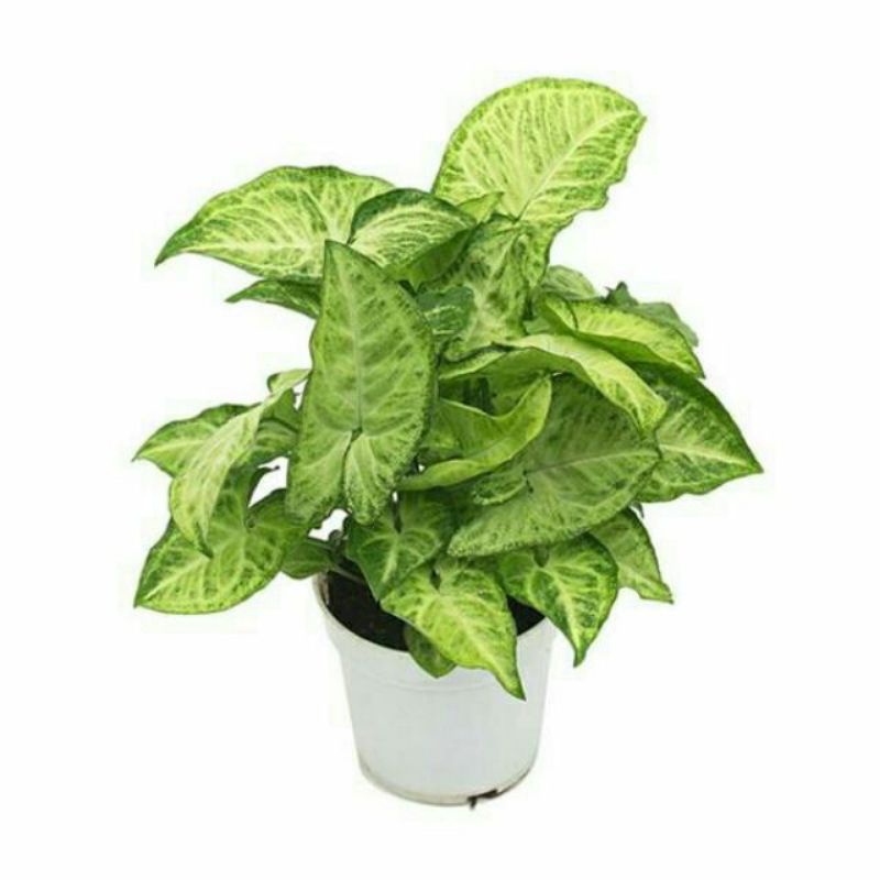 🍀Cây trầu bà lá trắng, cây Tróc bạc