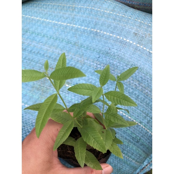 Cây Bạc Hà Sả Chanh Pháp - Lemon Verbena