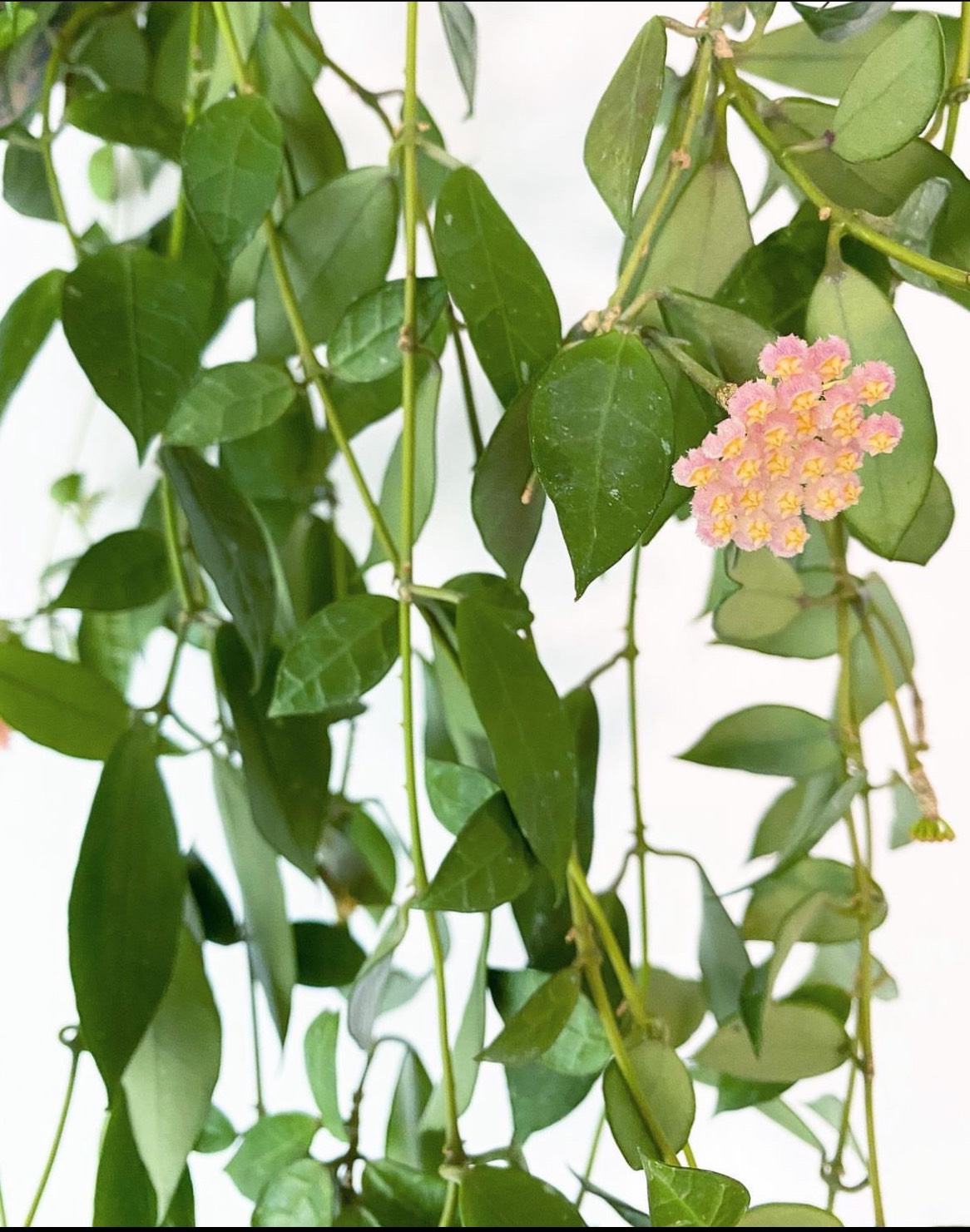 Cẩm cù Hoya Rebecca: Lá đẹp, hoa thơm