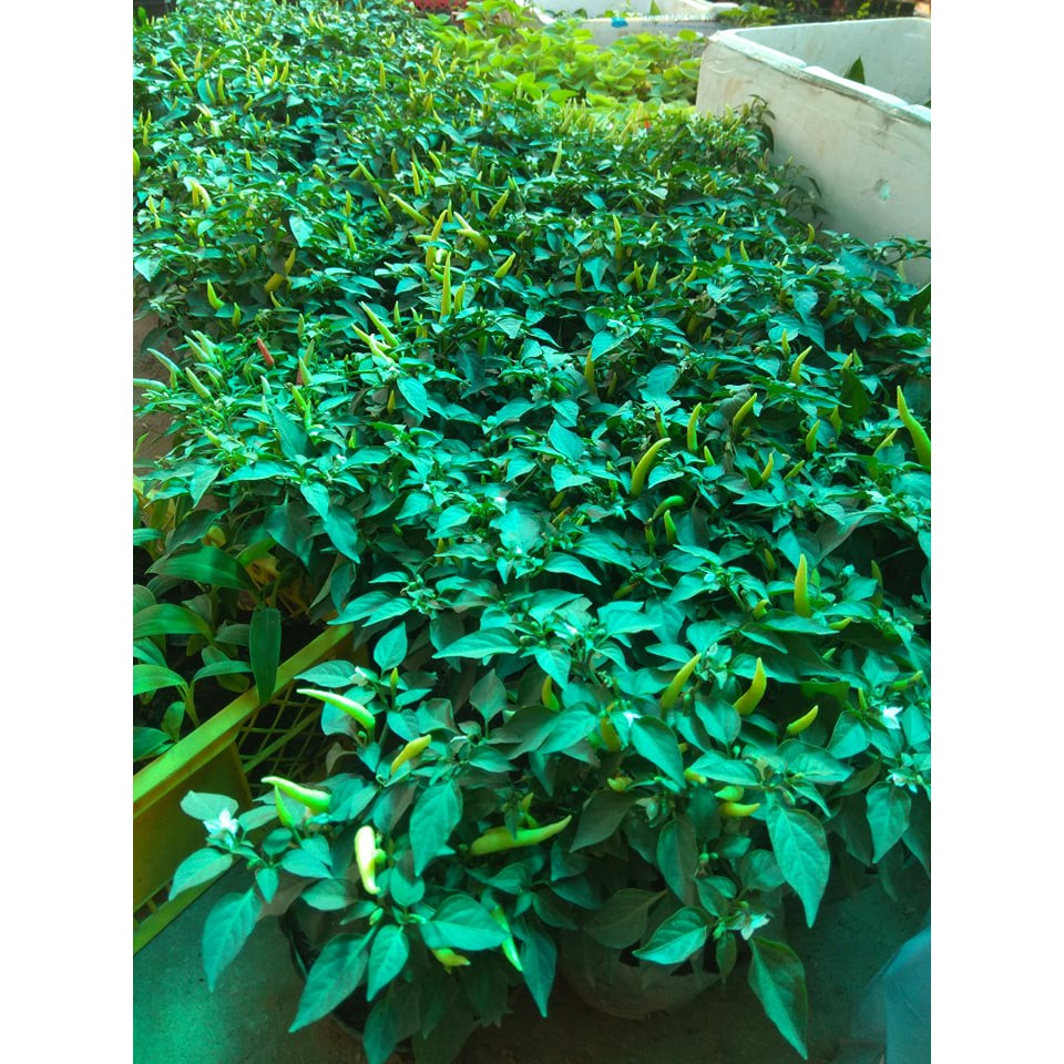 [ Xả - Cắt Lỗ ] Cây Ớt Cảnh Mini