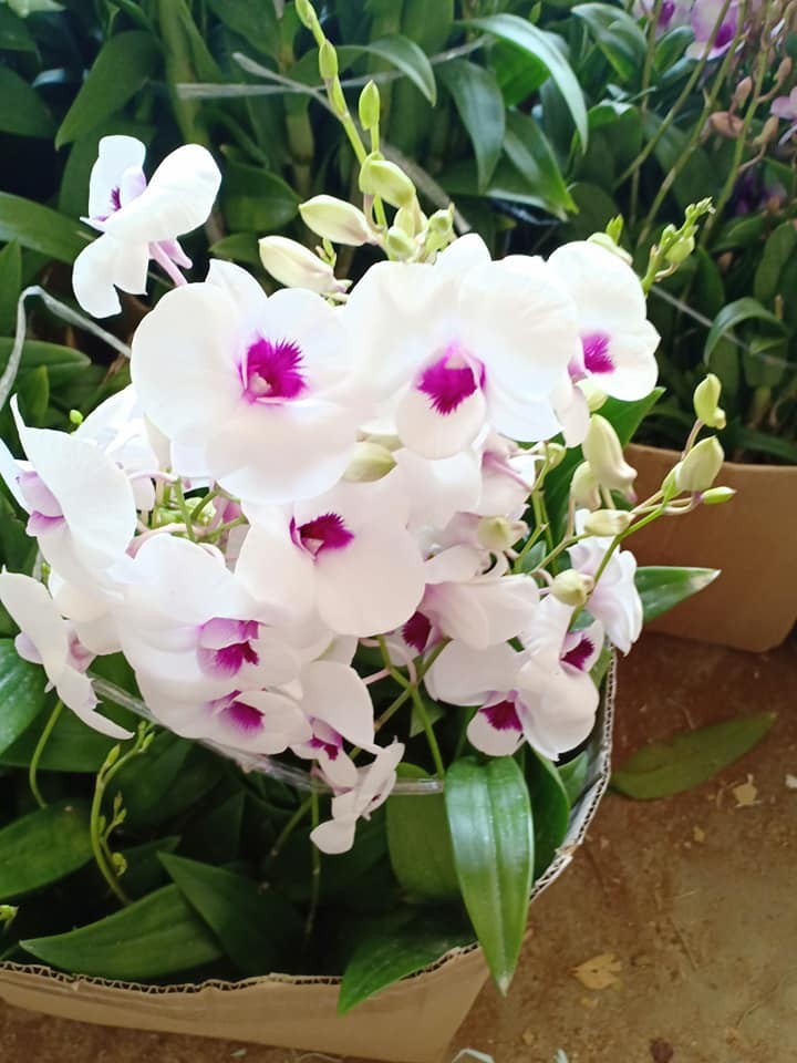 LAN DENDRO ĐỦ MÀU, CÂY GIỐNG SẮP RA HOA, VÔ CÙNG KHỎE ĐẸP, GIÁ SIÊU RẺ - CGLDRDMGR