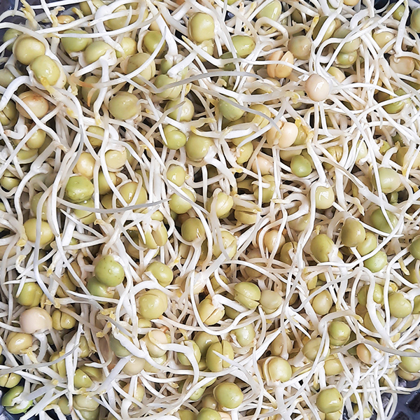 Đậu Hà Lan khô nhập khẩu Canada túi 0.5 kg
