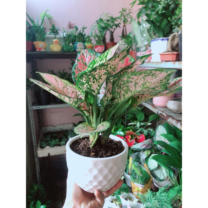 [HCM]Chậu Cây Vạn Lộc