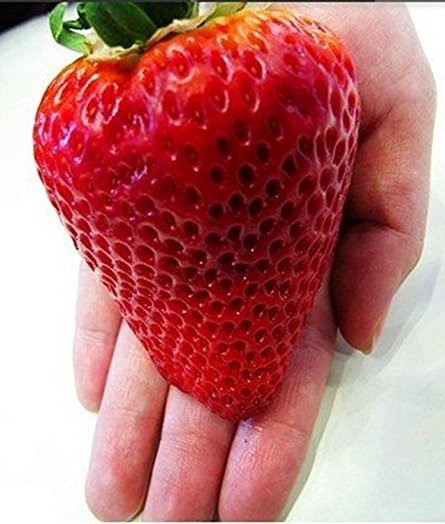 "Gói 50 "Hạt giống dâu tây đỏ khổng lồ [Seeds]