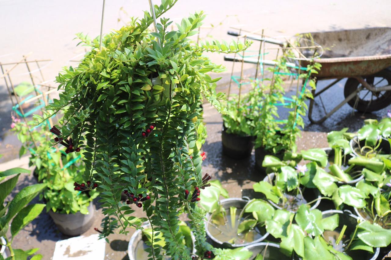 Chậu treo dây Son Môi