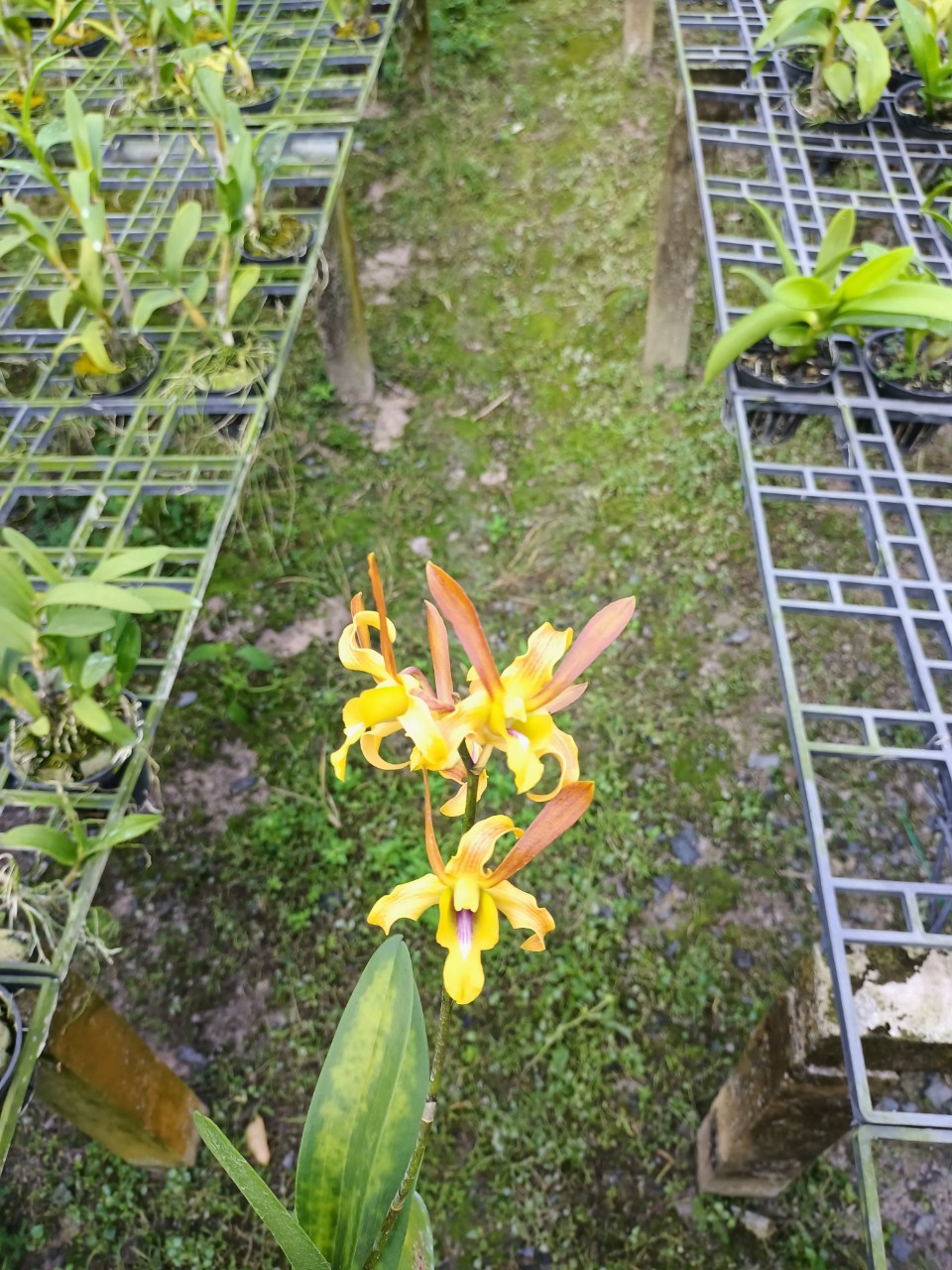 Hoa Lan DENRO Singapo Lai Tai Thỏ