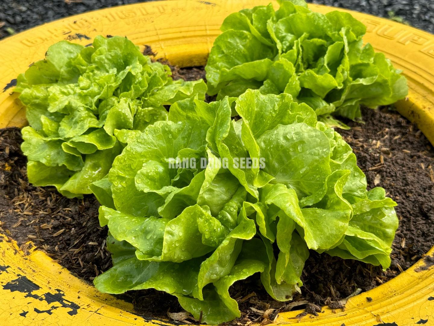 [Seeds] Hạt giống xà lách búp RD45, đóng gói 5gr (khoảng 2500 hạt)