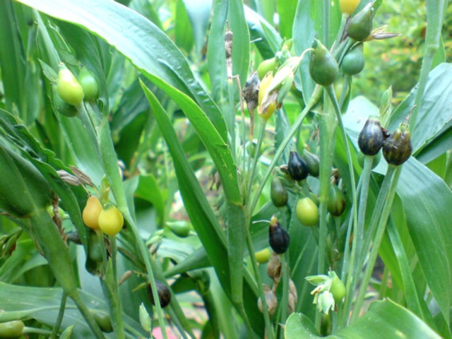 Hạt bobo (Ý dĩ) loại 1 300g