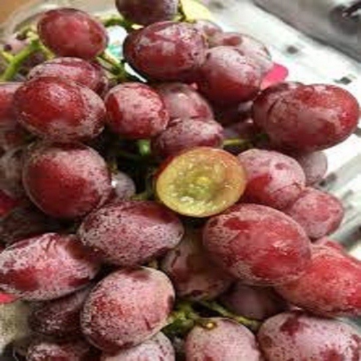 Cây giống nho kẹo đỏ mỹ không hạt dòng quả sớm - cgnkdmgqs