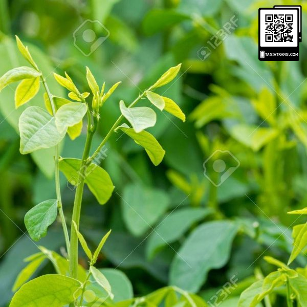 Hạt giống rau ngót (rau bồ ngót) 1gr