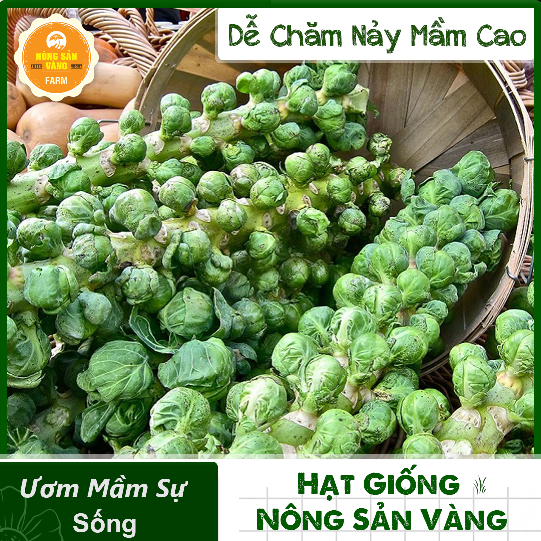Cabbage seeds elves green F1 easy to grow -shallow gold