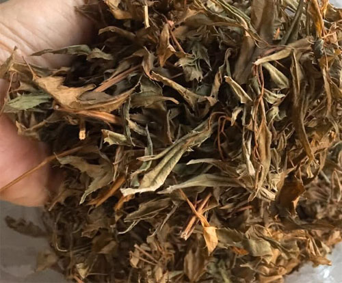 Lá đinh lăng khô 100 gram