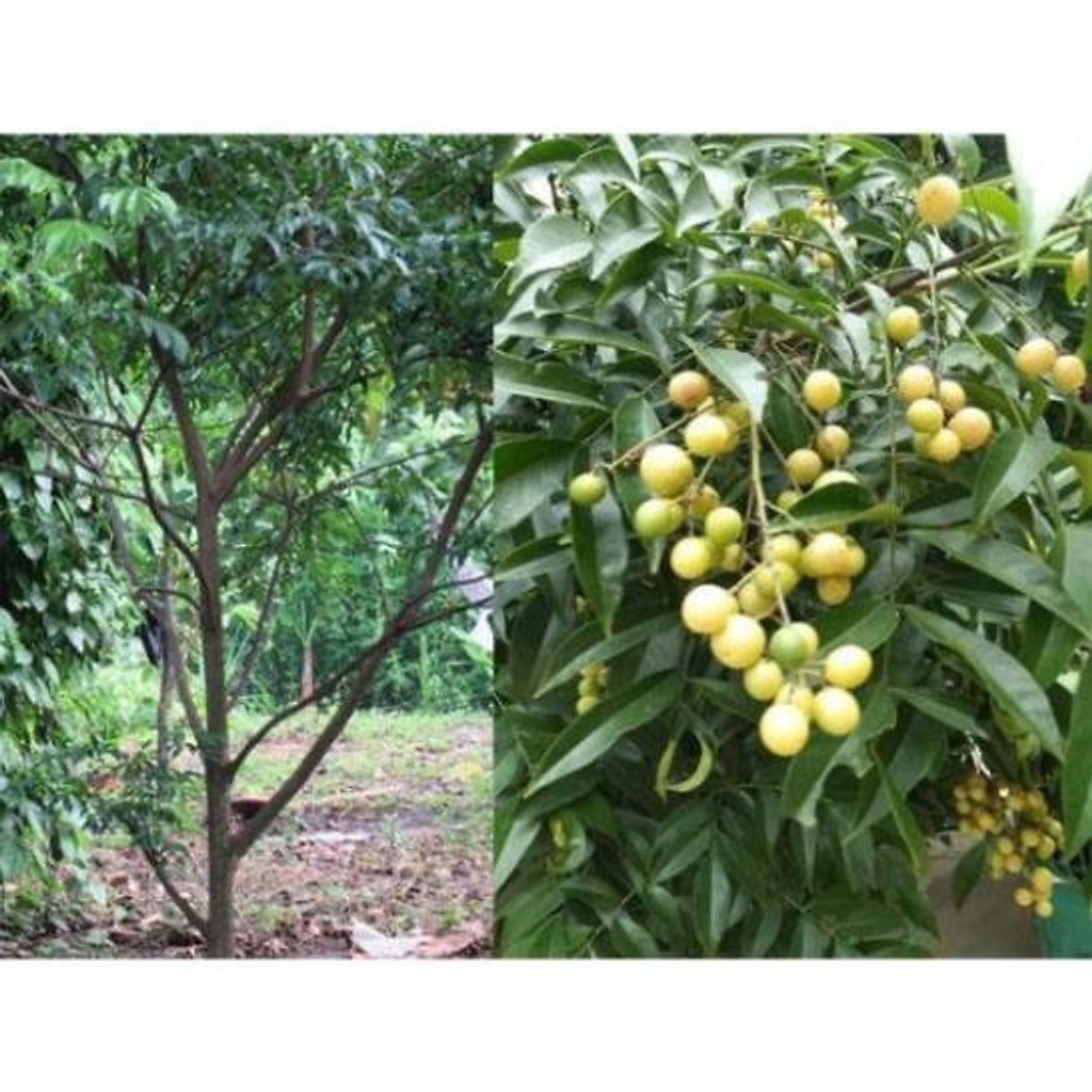 Com bo 2 cây giống mắc mật , hàng f1