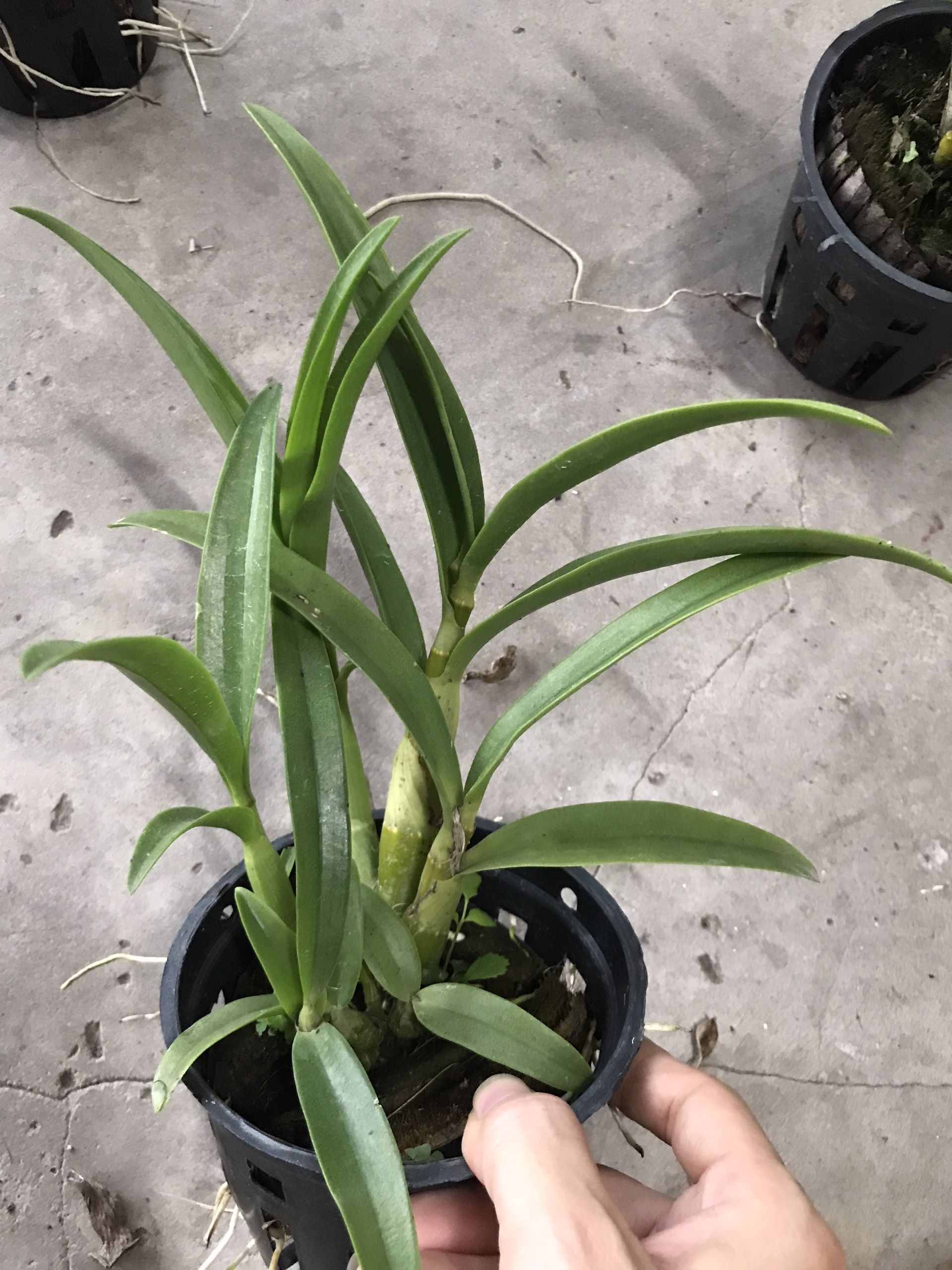 Denro nắng xưa tre vàng lưỡi đỏ thơm