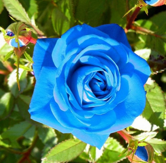 Hoa hồng xanh dương là một màu sắc độc đáo trong loài hoa hồng và là lựa chọn hoàn hảo cho những người yêu thích sự khác biệt. Với giá rẻ, bạn sẽ có hình nền hoa hồng xanh dương đẹp để trang trí màn hình điện thoại của mình. Hãy xem và mua ngay!
