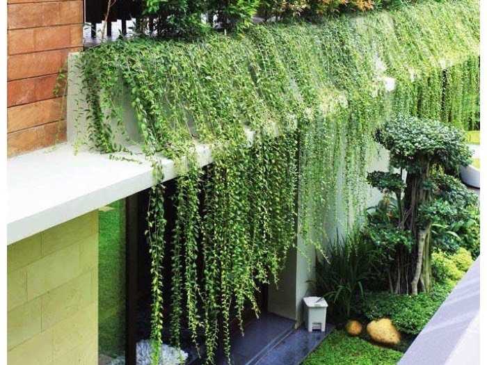 Cây cúc tần ấn độ cây dây leo che nắng cho ngôi nhà bạn