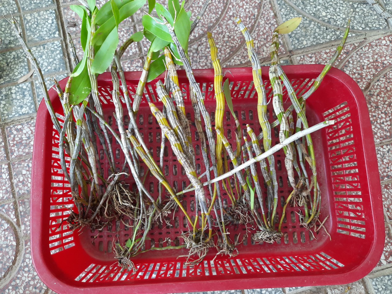 lan rừng hoàng phi hạc
