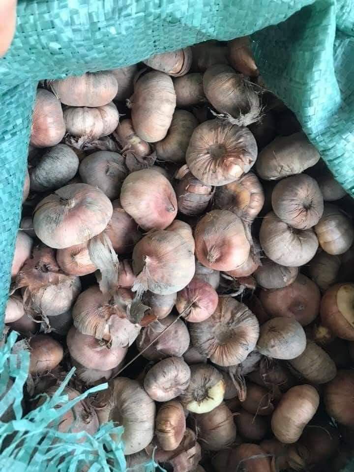 Củ hoa lay ơn nhiều màu 10 củ