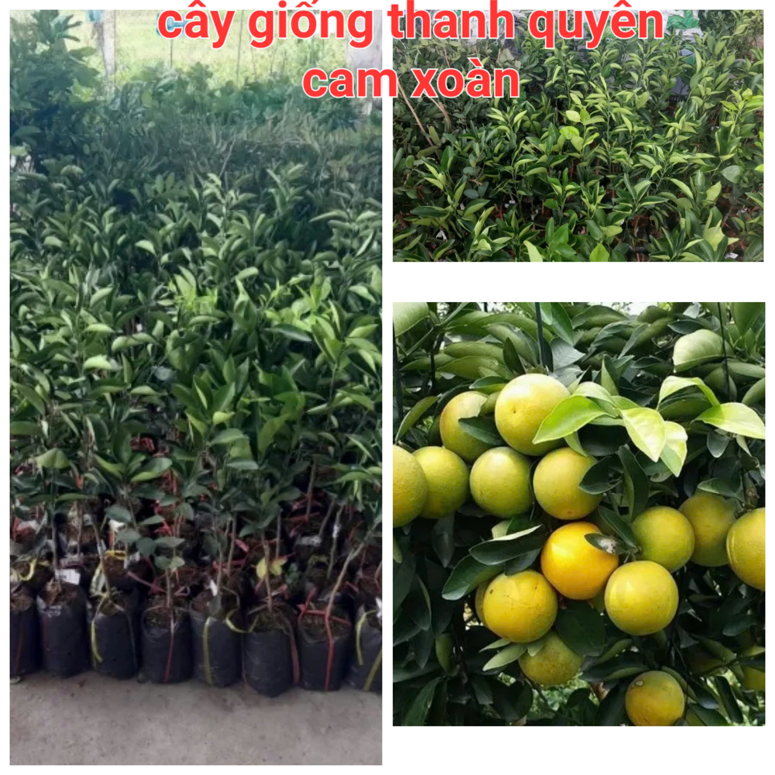 CÂY GIỐNG CAM XOÀN