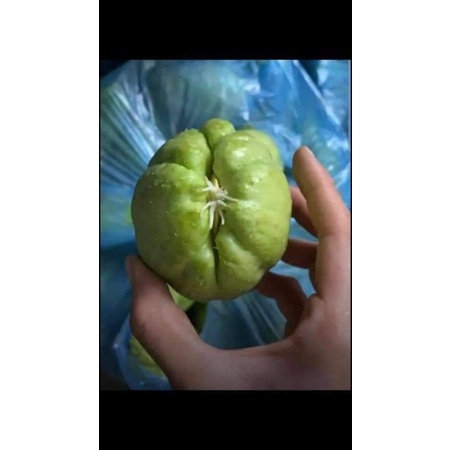 [ Cây Tuyển ] Su su giống 3 quả
