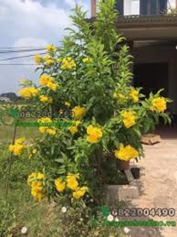 Combo 3 bầu cây giống Hoa chuông vàng , hàng cây giống nhỏ gửi đi nguyên bầu
