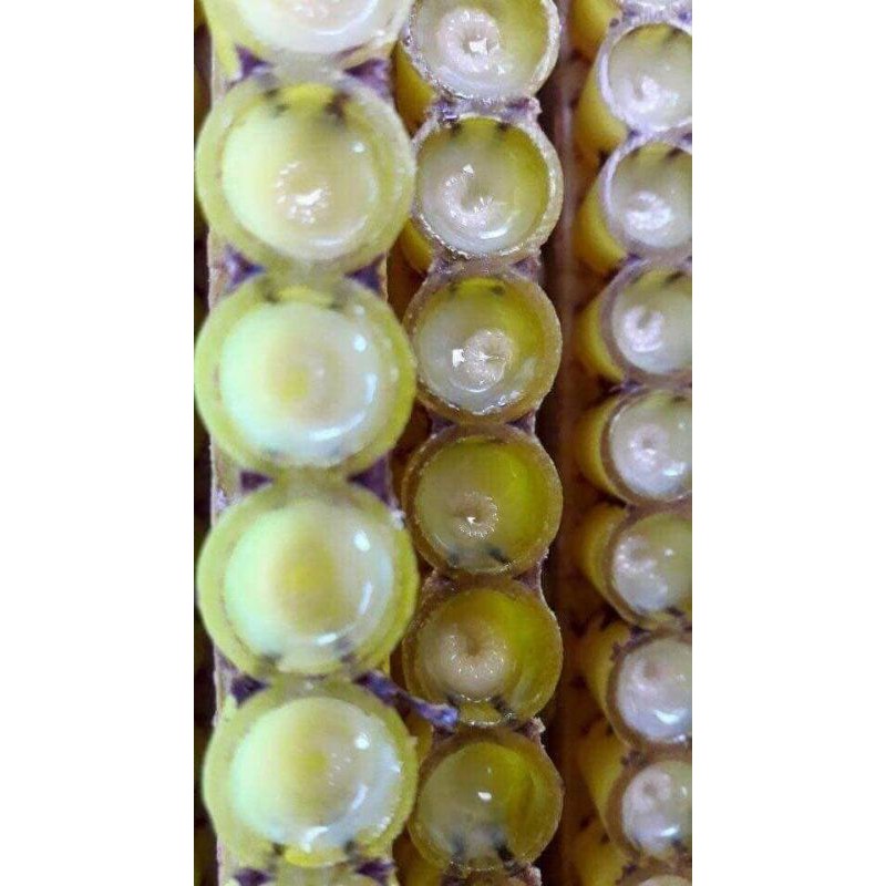 Sữa ong chúa tươi lọ 100g