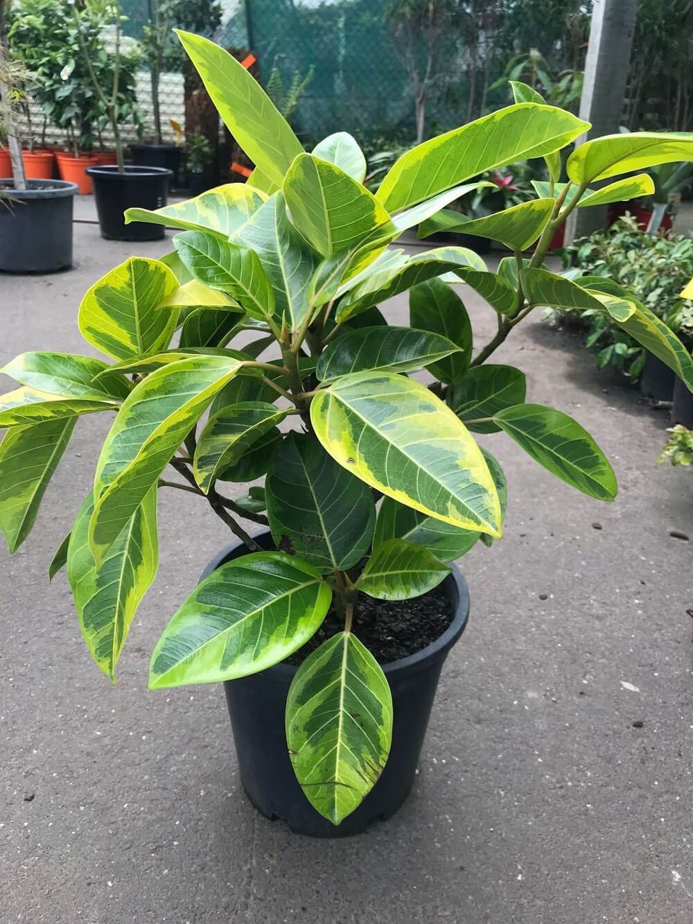 Cây Ficus Elastica Lemon Lime (Cây Đa Cẩm Thạch Xanh Lemon Lime) chậu đất nung