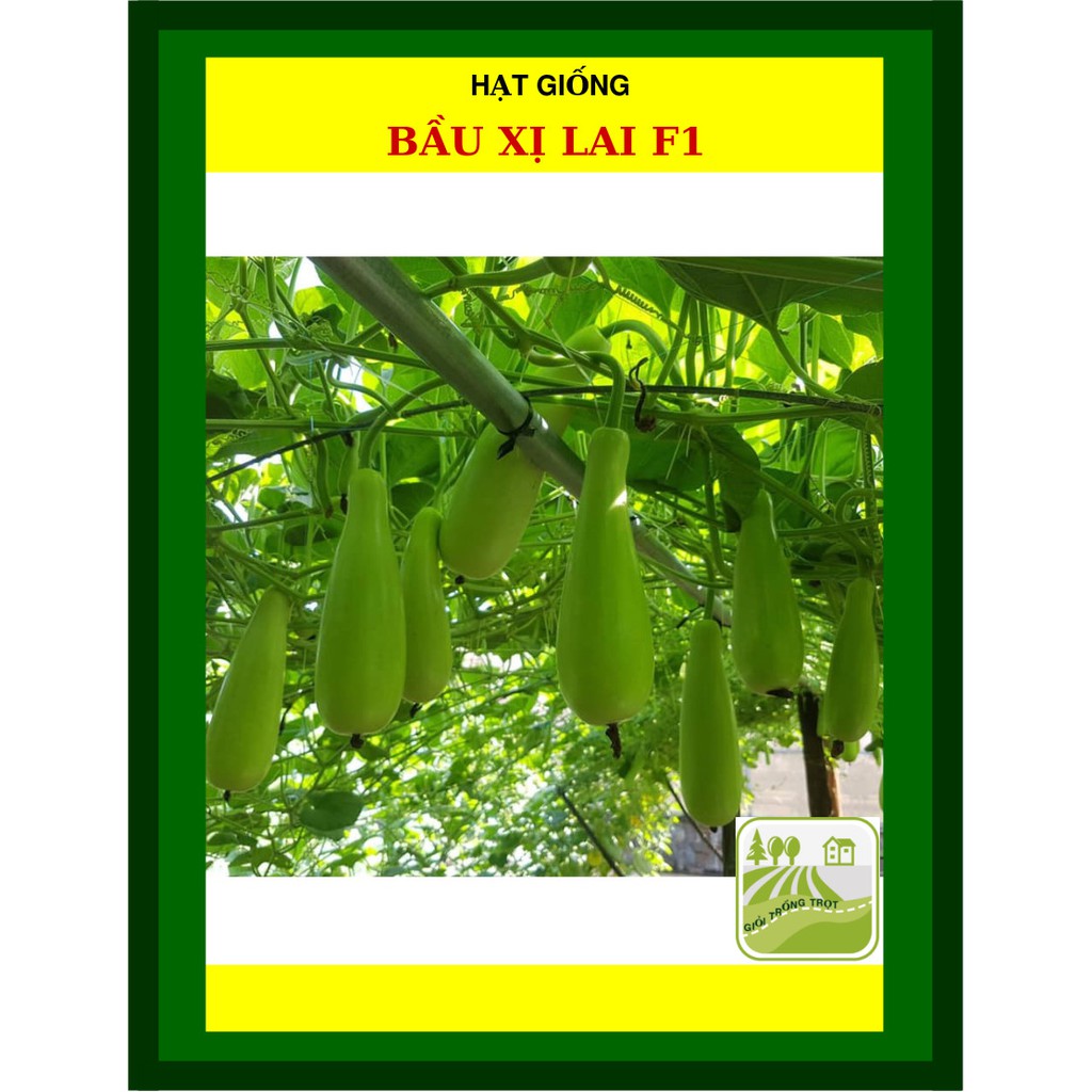 Hạt Giống Bầu Xị Lai F1 2 Gram