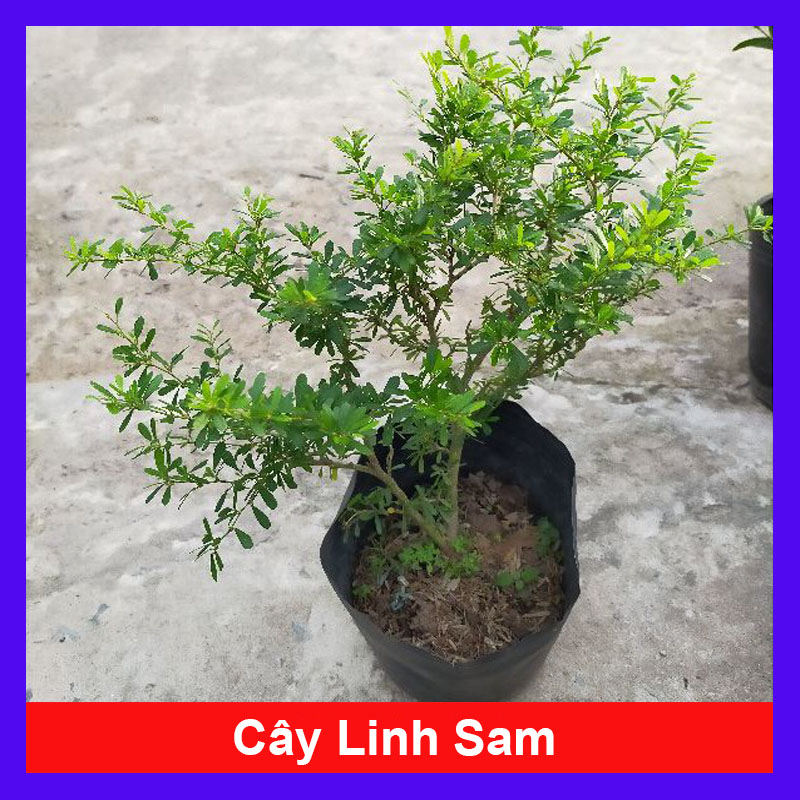 Cây Linh Sam - Cây cảnh sân vườn