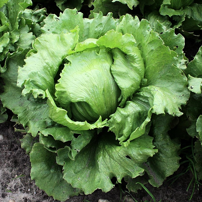Iceberg Lettuce Seed (Rado 532) 2gr package