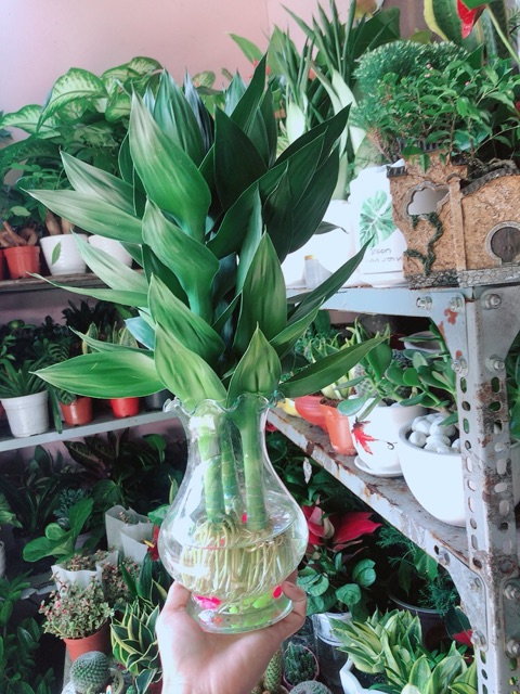 Chậu Cây Phát Tài Búp Sen