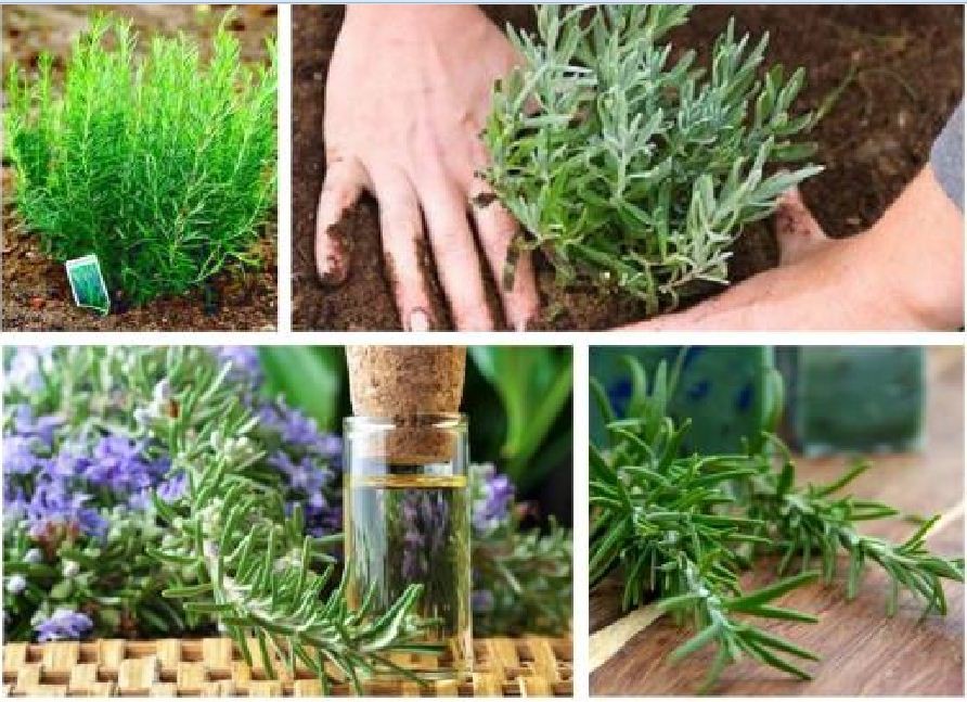 Hạt giống cây hương thảo ( làm gia vị .thơm. đuổi côn trùng )- gói 20 hạt