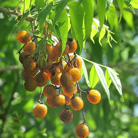 Combo 4 cây giống bồ hòn ( tặng kèm 1 cây )