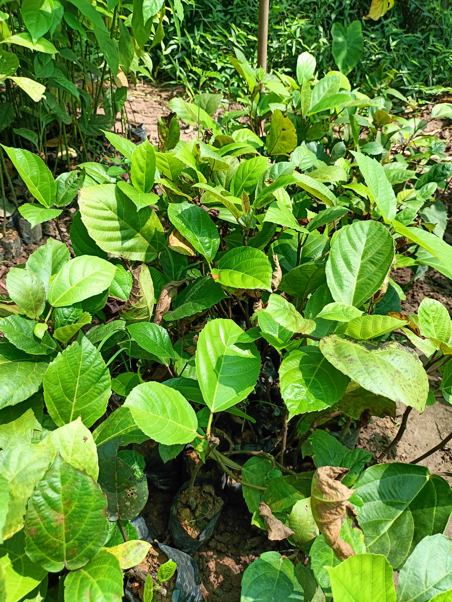 Cây giống vả mật