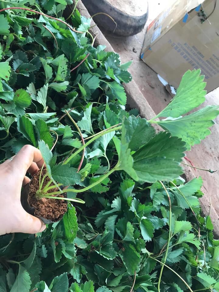 Cây giống dâu tây