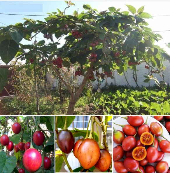 Túi 10 Hạt giống cà chua thân gỗ