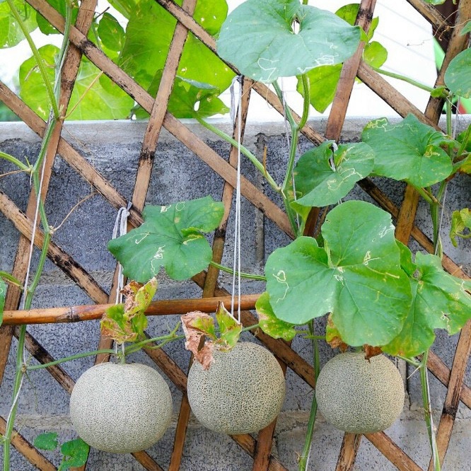 Green Cantaloupe Seeds (Rado 173) 10 seeds package