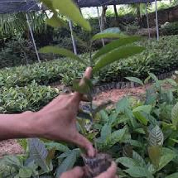 CÂY HOA  GIỐNG HOA HẢI ĐƯỜNG TRẮNG