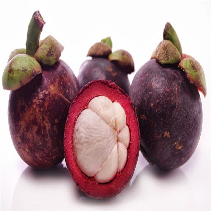 Cây giống măng cụt năng suất cao - C91