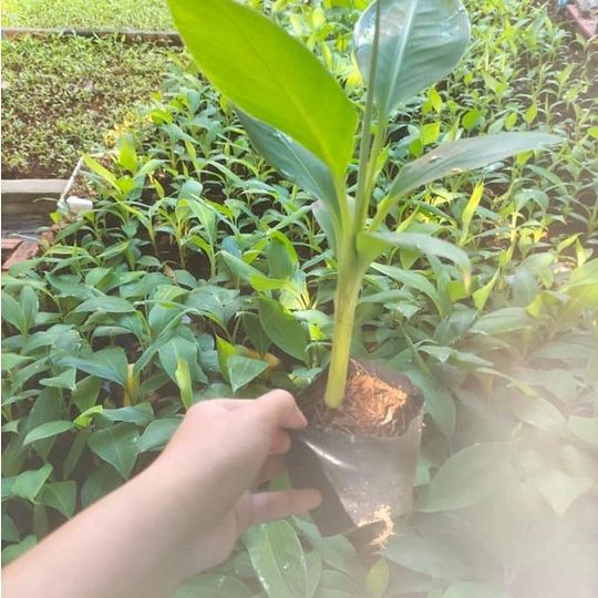 Cây giống chuối tá quạ cấy mô (chuẩn giống - quả siêu to) ( sản phẩm có bảo hành toàn quốc)