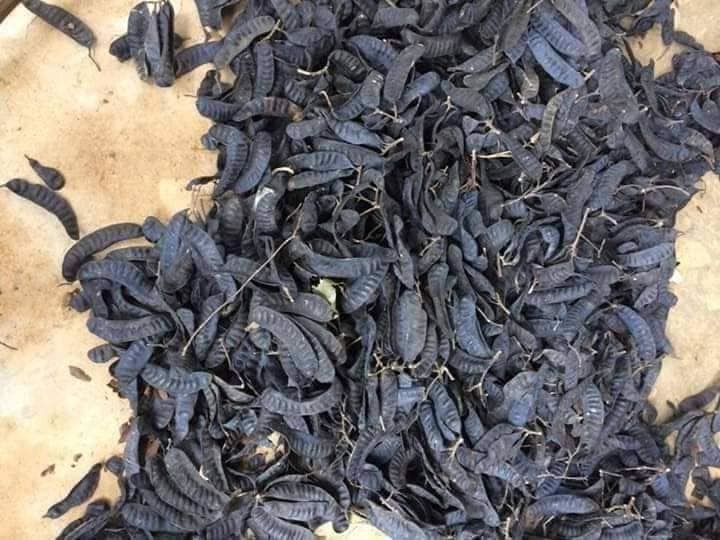 Quả bồ kết khô ( gói 0.5 kg)