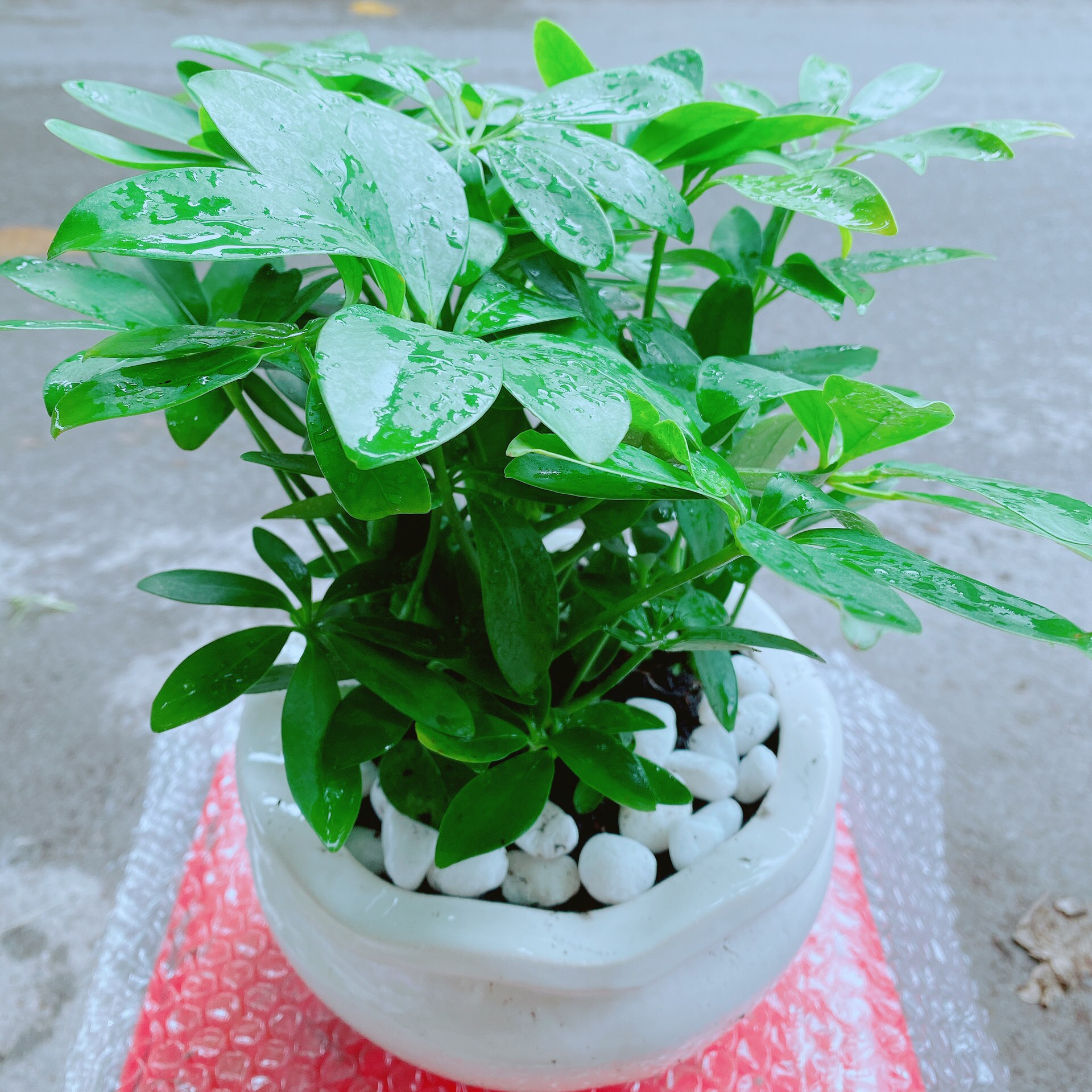 Chậu Cây Ngũ Gia Bì Để Bàn