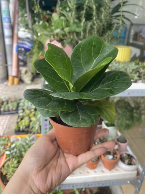 BÀNG SINGAPORE MINI ĐỂ BÀN
