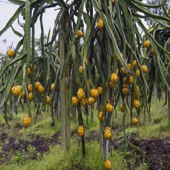 Cây Thanh Long Tổ Yến Ecuador Vỏ Vàng Cực Ngọt - Hàng chuẩn F1 + Tặng 2 Cây Quế Giống