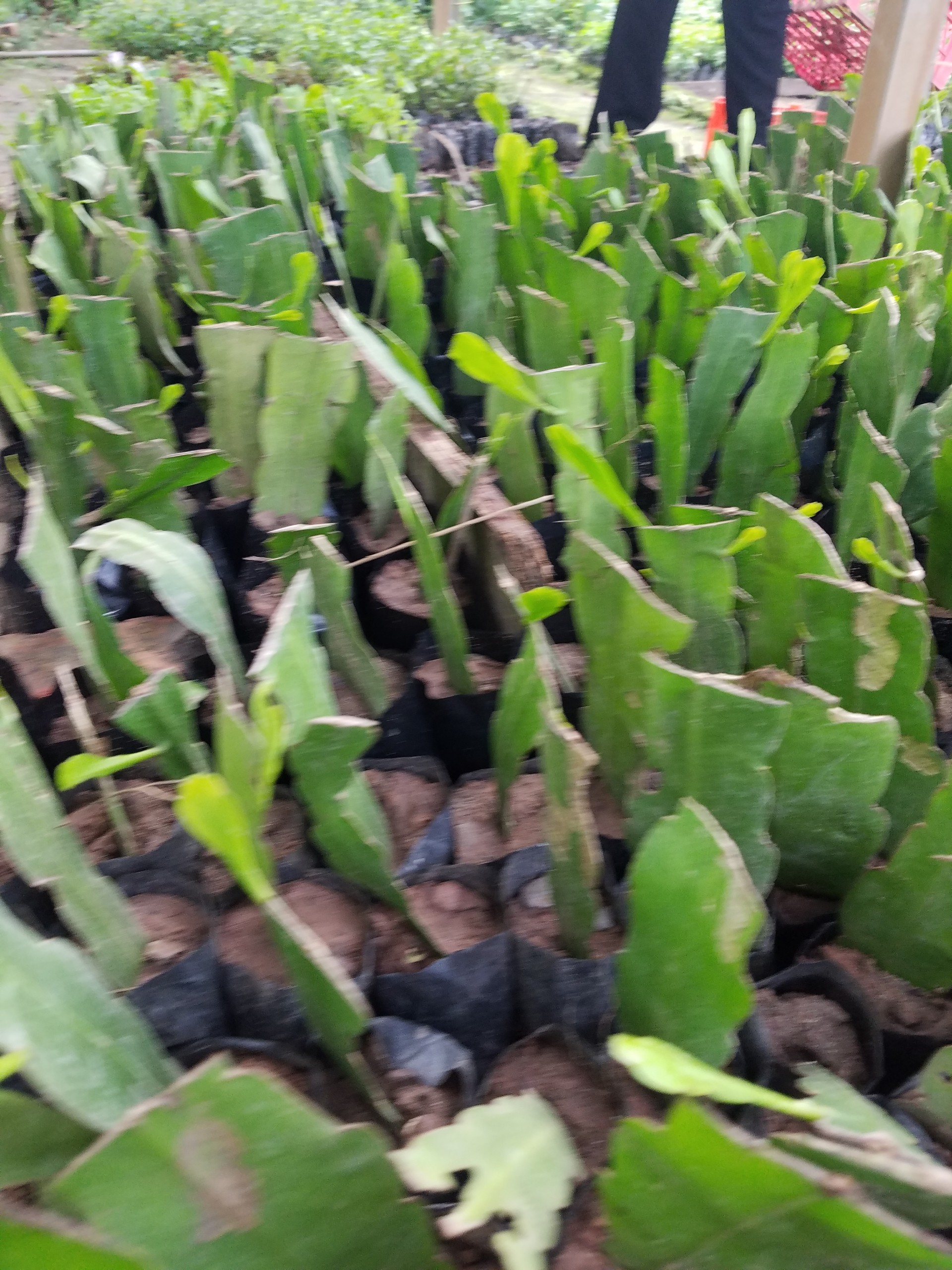 Dạ quỳnh ( quỳnh trắng ) - Cây trong bầu ổn định